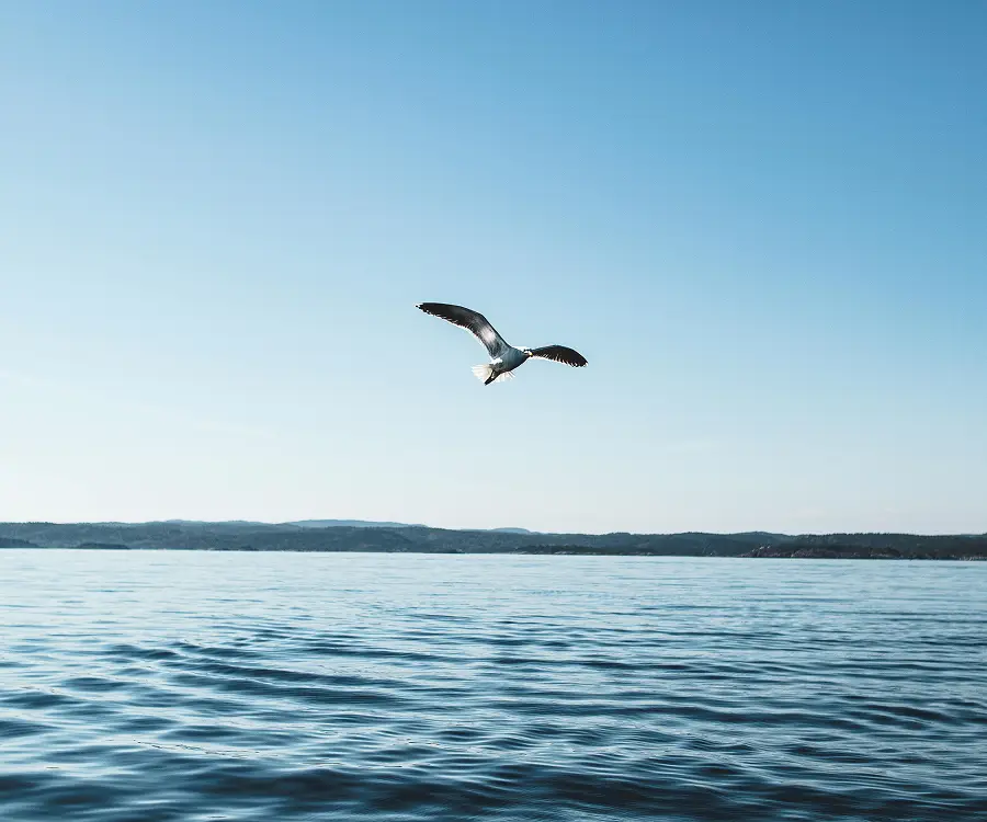 Seagull flying over calm blue ocean water with distant land under clear sky.