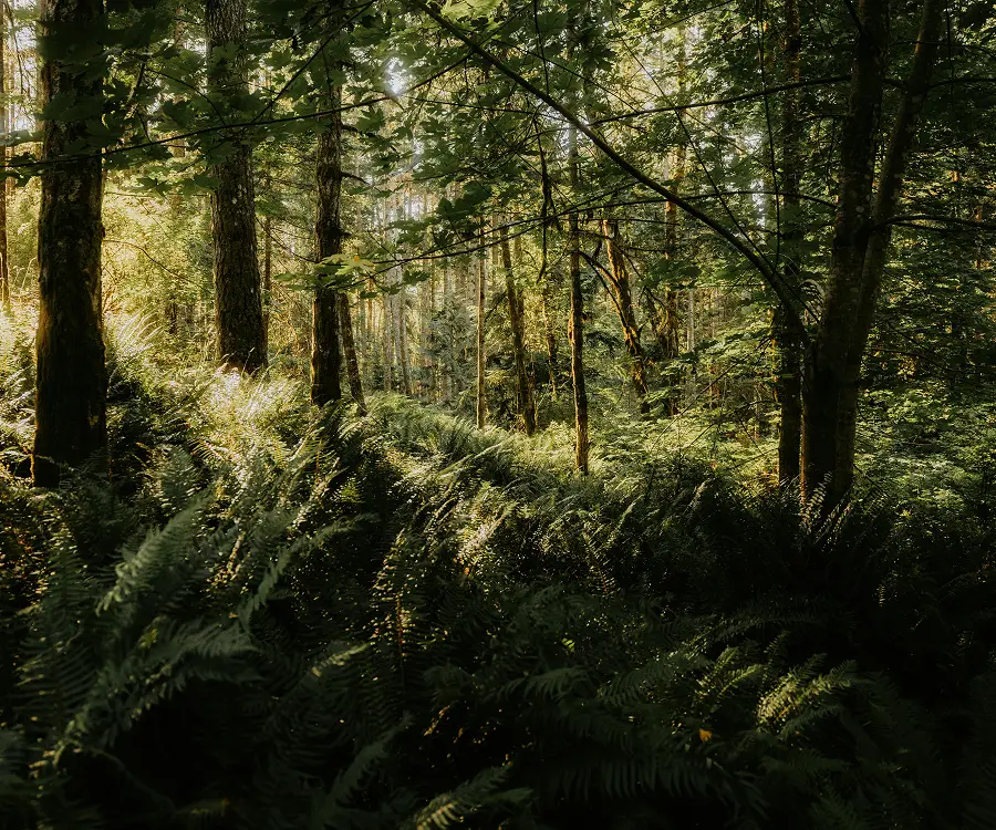 Sunlight filters through tall trees above dense green ferns in a forest.