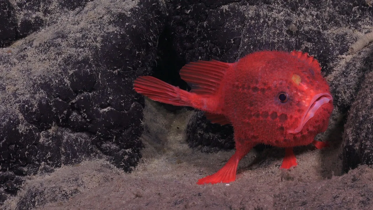 Bright red deep-sea fish with textured skin resting on sandy ocean floor near dark rocky formations.