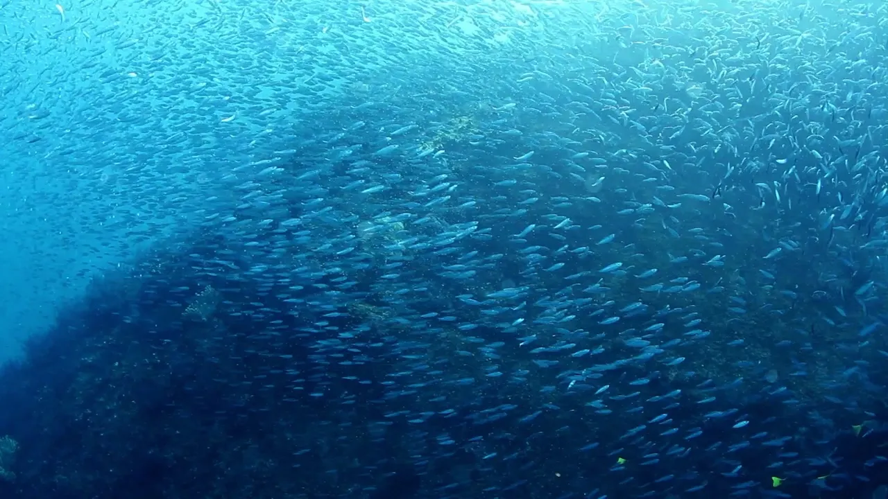 Dense school of small fish swimming underwater over a dark reef.