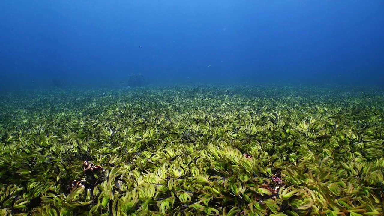 Underwater view of dense green seagrass covering the ocean floor extending into the distance.