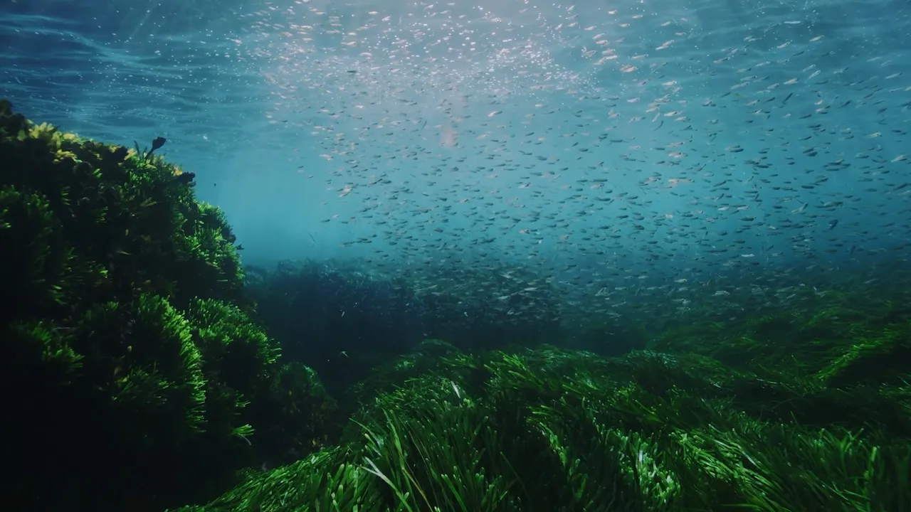 Underwater scene with dense green seaweed covering rocks and a large school of small fish swimming in clear blue water.