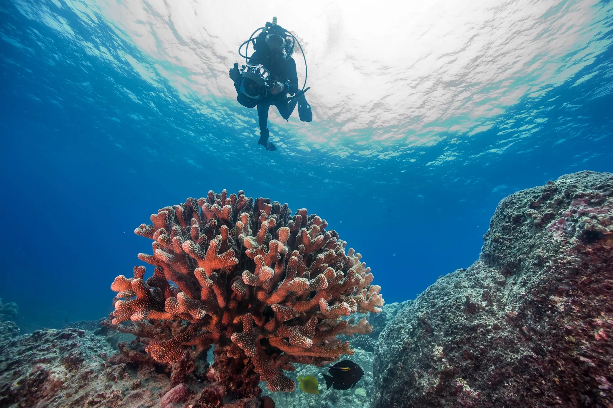 Scuba diver photographing a large coral formation with two small fish nearby underwater.