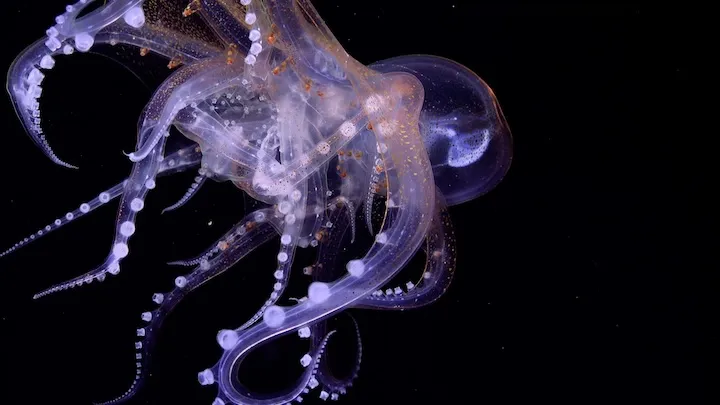 Transparent glass octopus with glowing purple tentacles against a black background.