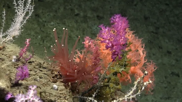 Colorful deep-sea coral and anemone attached to a rocky underwater surface.