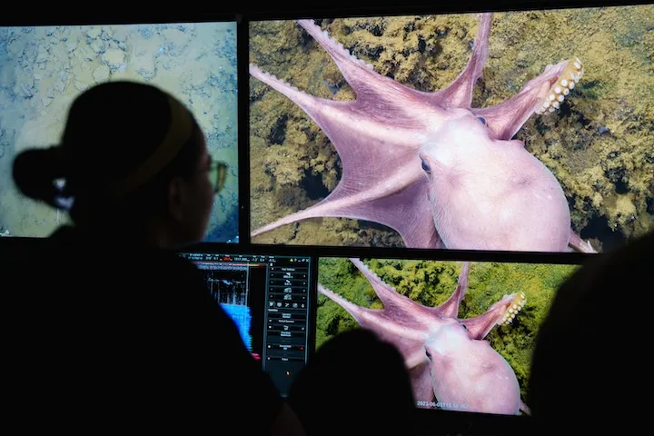 Person watching multiple screens displaying close-up underwater images of a pink octopus on a sea floor.