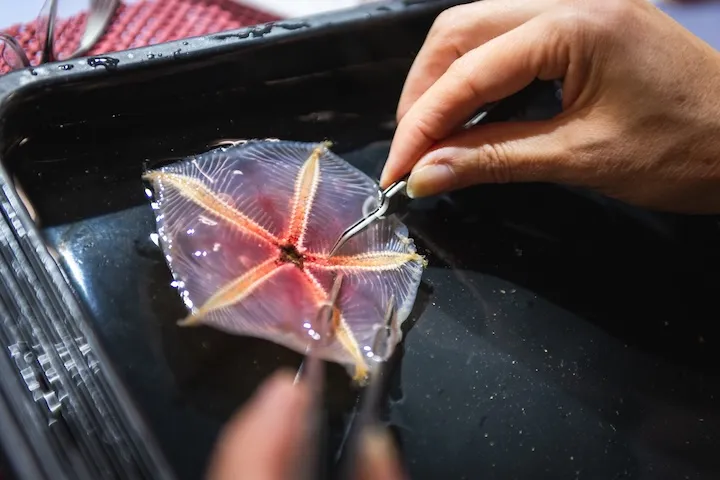 Person using tweezers to handle a translucent starfish in a shallow black tray of water.