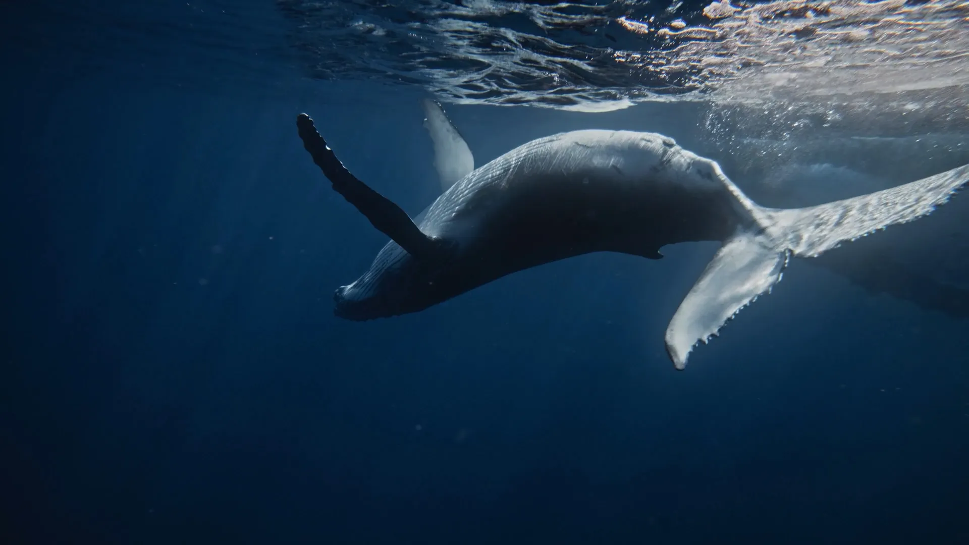 Humpback whale swimming underwater near the ocean surface with fins extended.