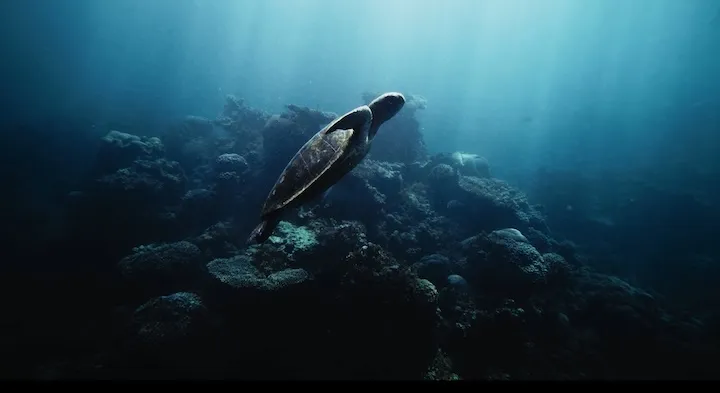 Sea turtle swimming above coral reef in deep blue ocean with light rays filtering from surface.