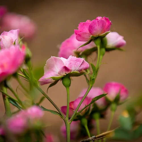 Close-up of pink roses blooming on green stems with a blurred brown background.