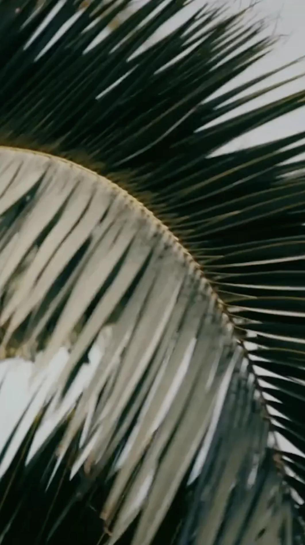 Close-up of a palm tree frond with dark green leaves against a light sky background.
