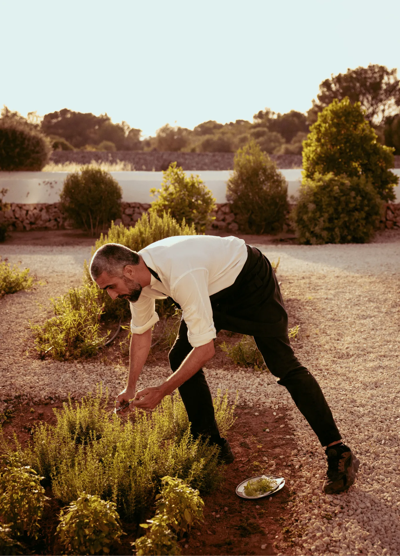 Man with a beard and rolled-up sleeves harvesting herbs in a garden with surrounding bushes and gravel paths.