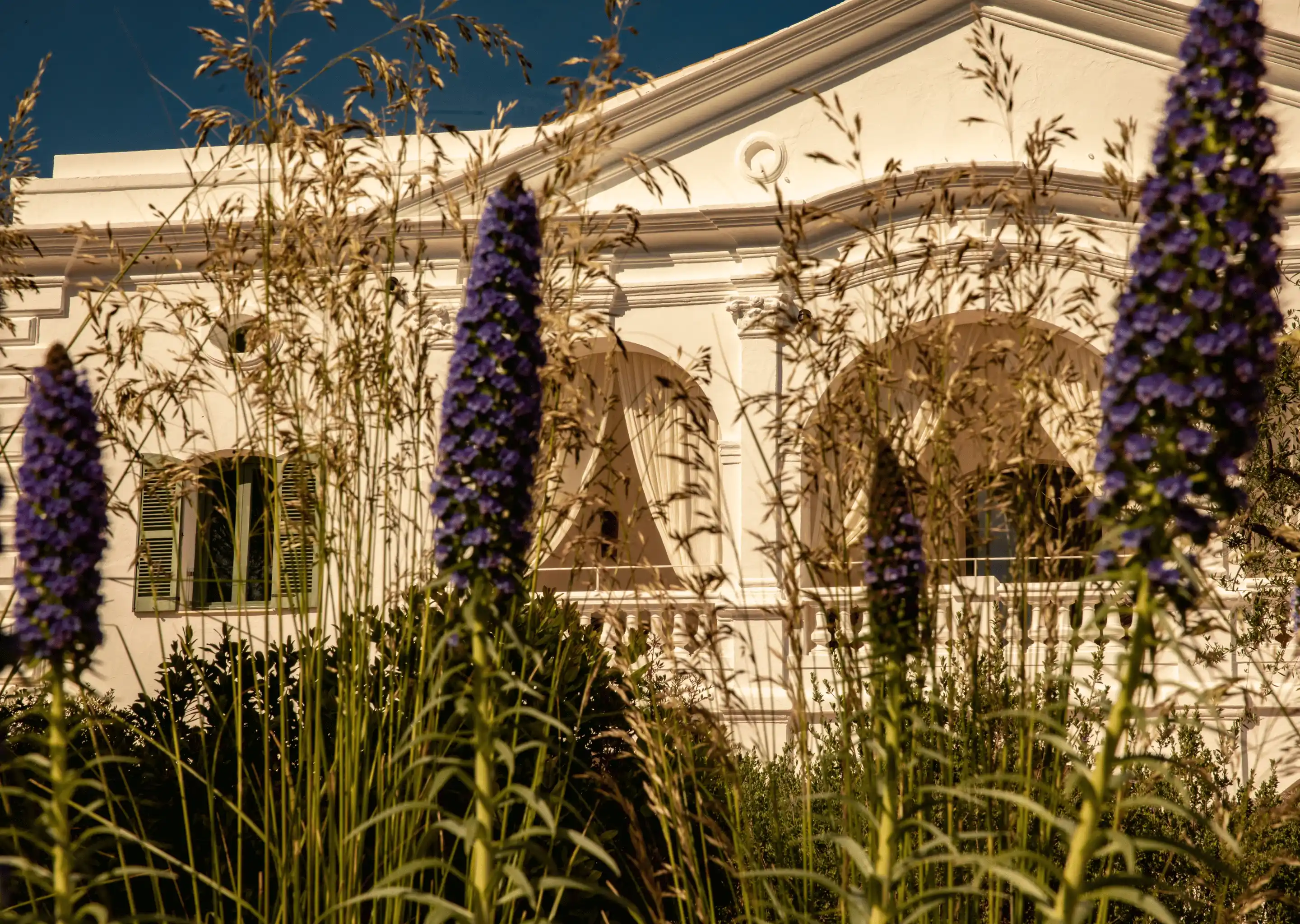 White building with arched windows and green shutters behind tall grass and purple flowers.