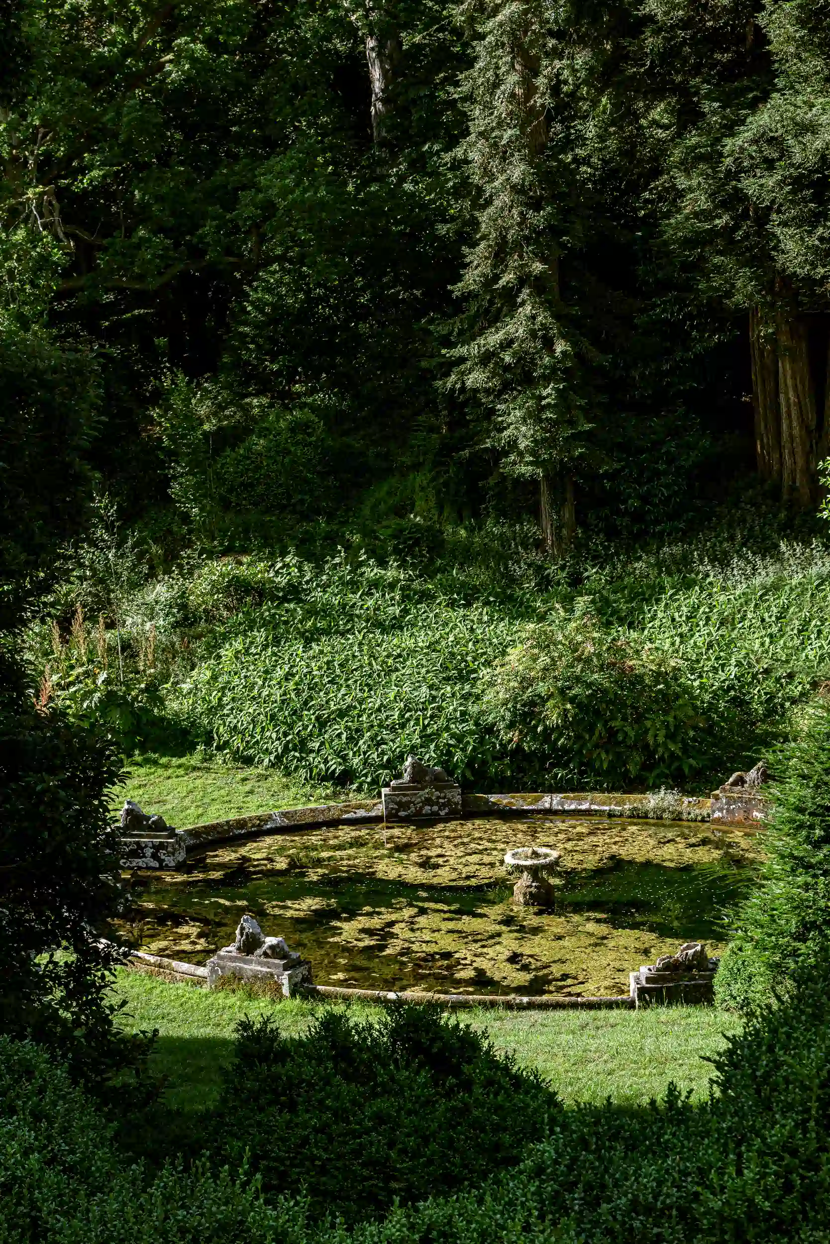 Laghetto da giardino circolare circondato da erba verde e alberi fitti con muschio sulla superficie dell'acqua.