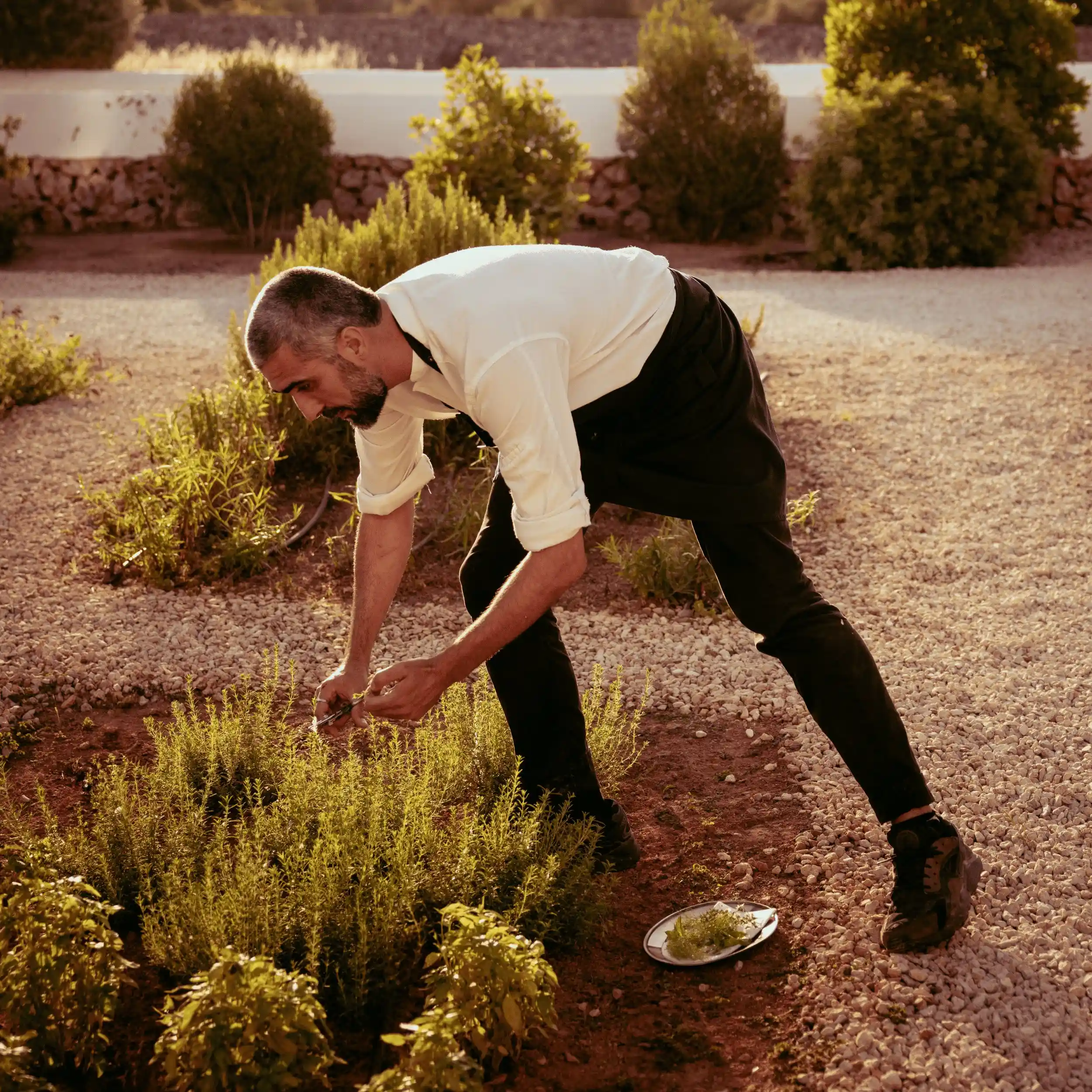 Hombre con camisa blanca y delantal negro cosechando hierbas de un jardín al atardecer.