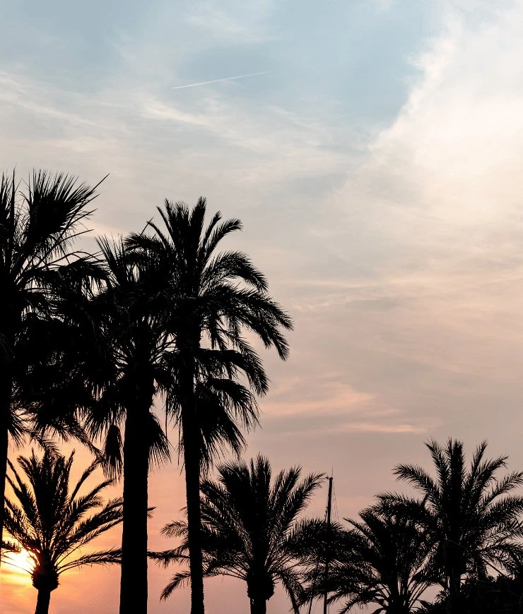 Siluetas de palmeras contra un colorido cielo al atardecer con nubes suaves.