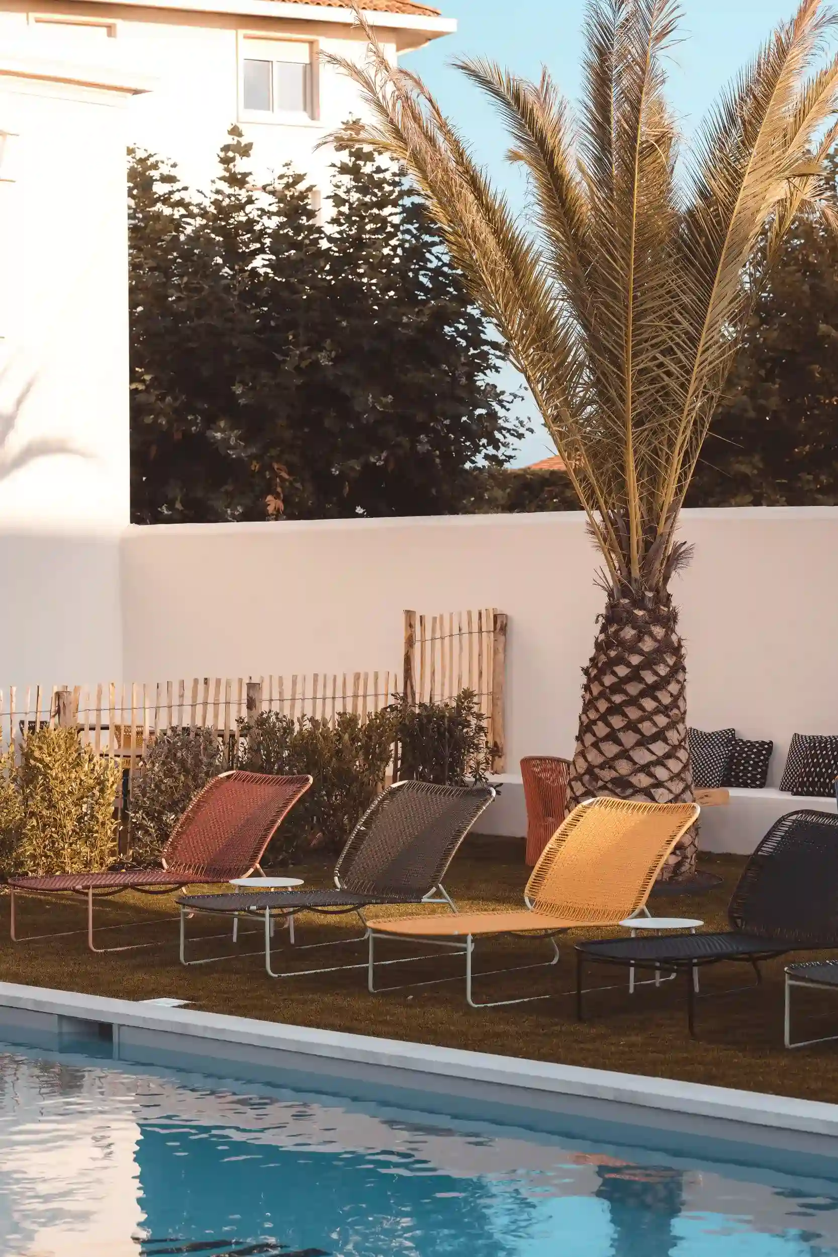 Piscina al aire libre con tumbonas, una palmera y una pared blanca con arbustos detrás.