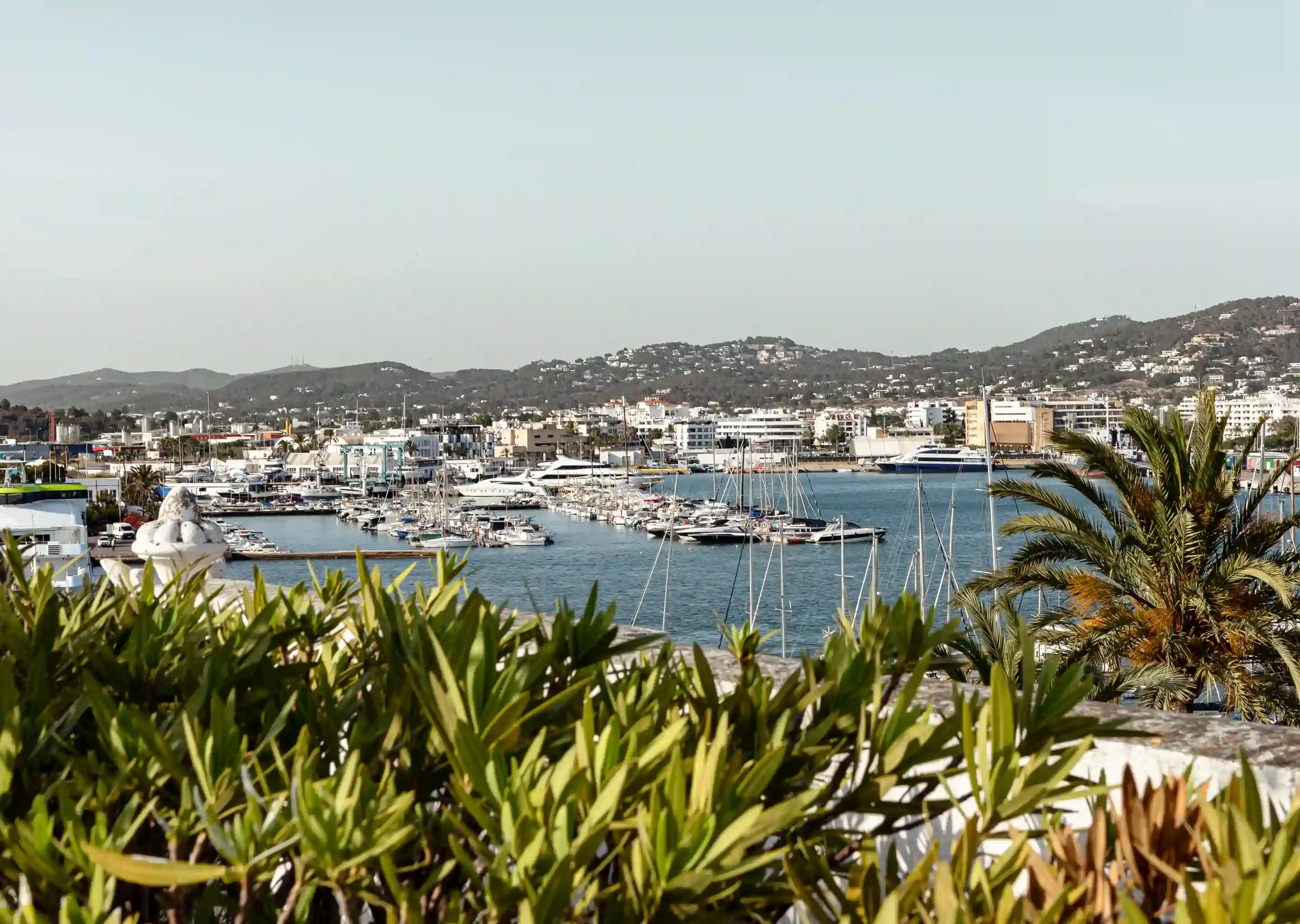 Harbor with numerous docked boats, mountains in the background, green plants and palm tree in foreground.