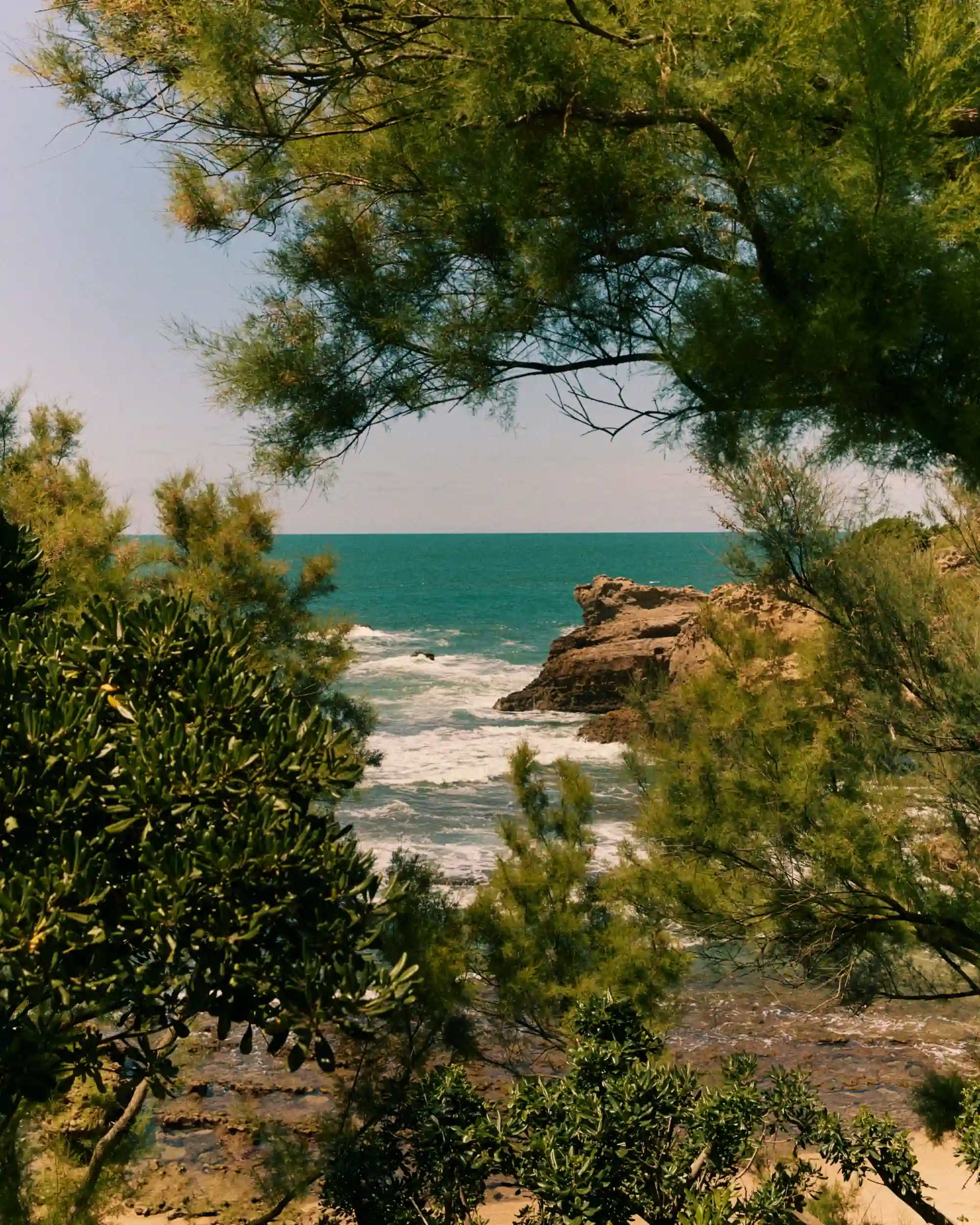 Ocean waves crashing against rocky shore seen through green leafy trees and branches.