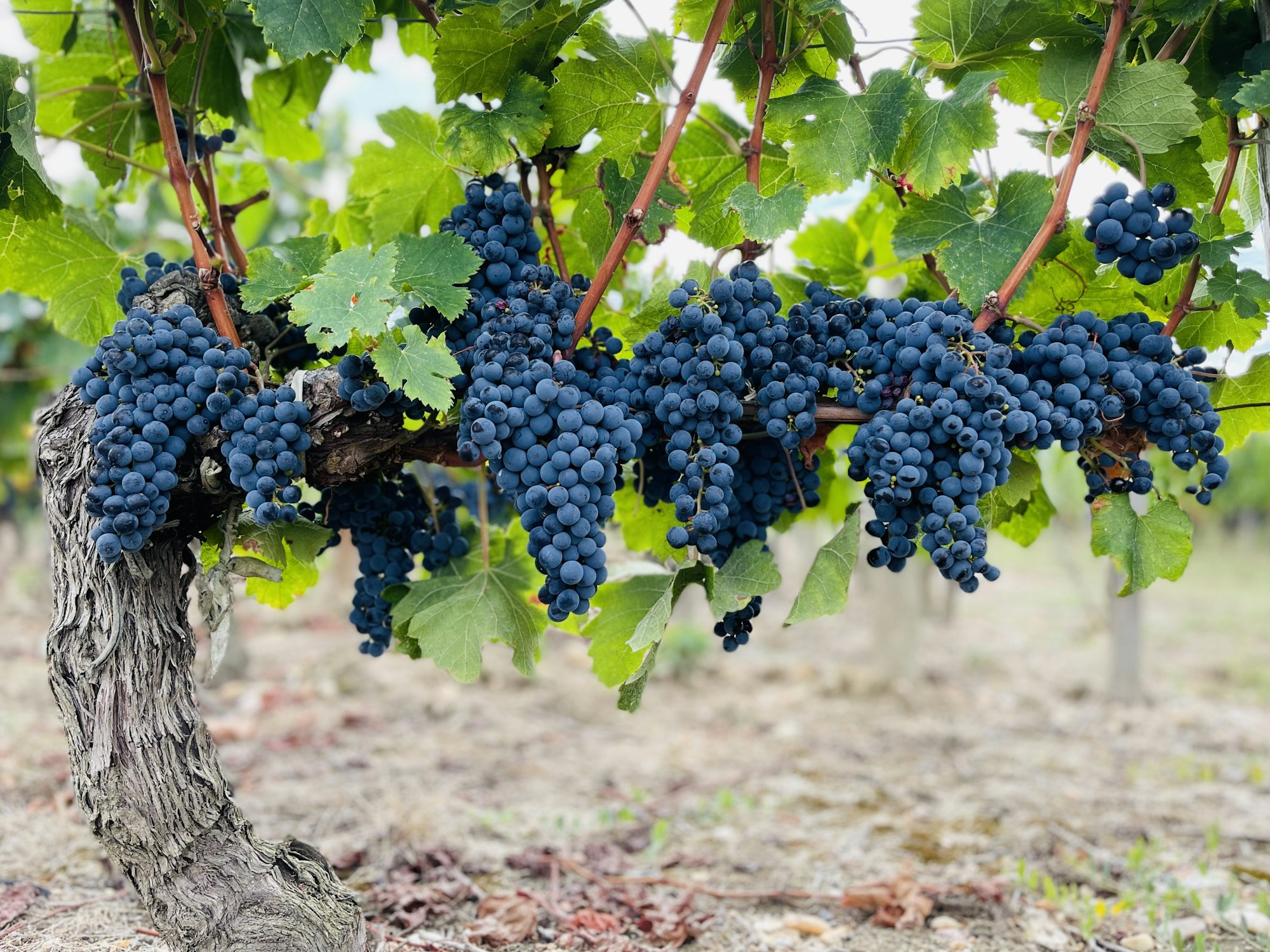 Resveratrol in 2026: Worth It? | Southlake TX