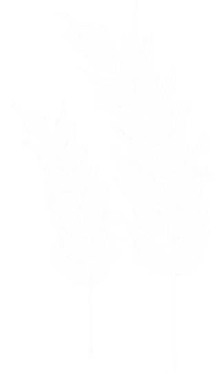 Illustration en noir et blanc de deux épis de blé avec tiges et grains.