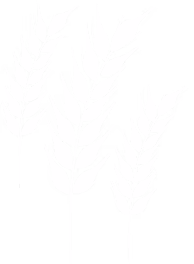 Illustration de trois épis de blé stylisés en blanc sur fond transparent.