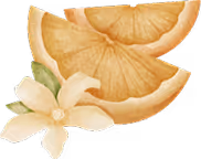 Deux tranches de citron jaune avec une fleur de citronnier blanche et deux feuilles vertes.