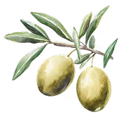 Deux olives vertes attachées à une branche avec des feuilles vertes.