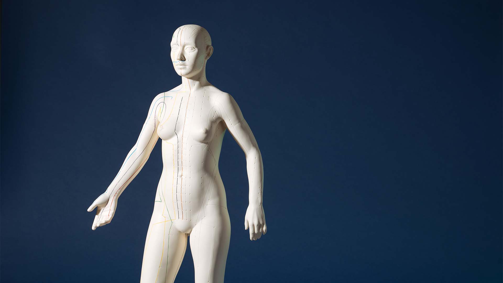 Anatomisches Modell – Manuelle Therapie vs. Krankengymnastik erklärt