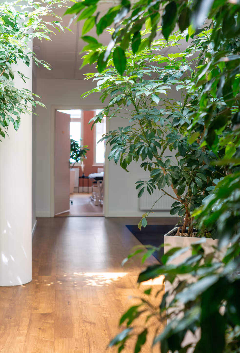 Praxisflur mit Pflanzen und warmem Licht bei physioconcept Nürnberg