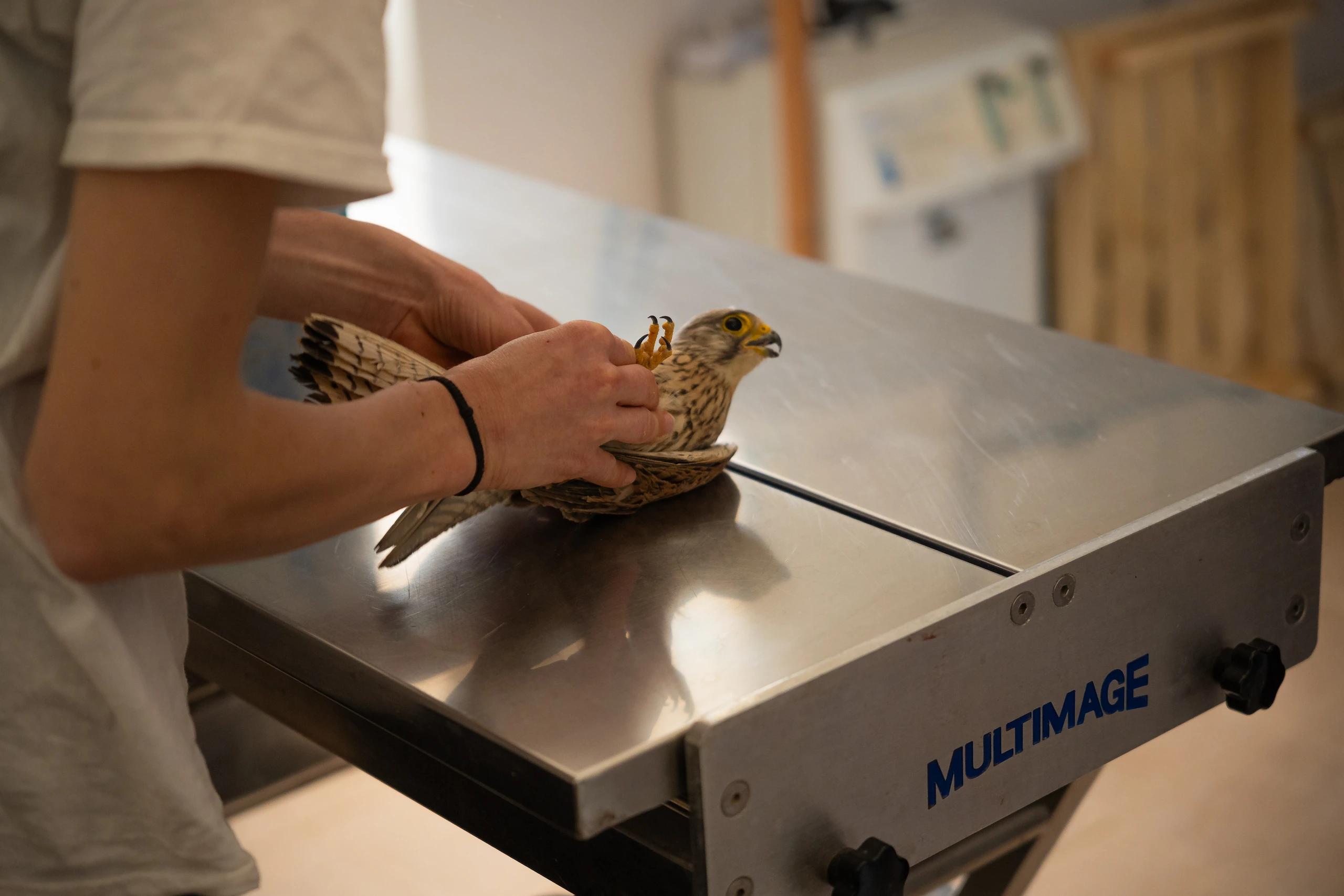 Persona che tiene un falco con gli artigli rivolti verso l'alto su un tavolo metallico durante una visita veterinaria. Lampedusa Turtle Rescue, associazione Caretta Caretta, Documentario, Un gesto piccolo così, studio Looma