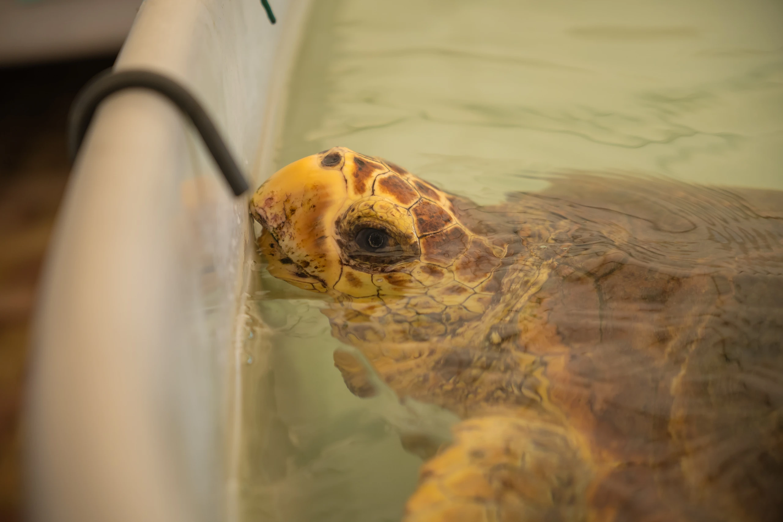 Lampedusa Turtle Rescue, associazione Caretta Caretta, Documentario, Un gesto piccolo così, studio Looma. Primo piano della testa di una tartaruga marina parzialmente immersa in un'acqua chiara vicino al bordo di una vasca.