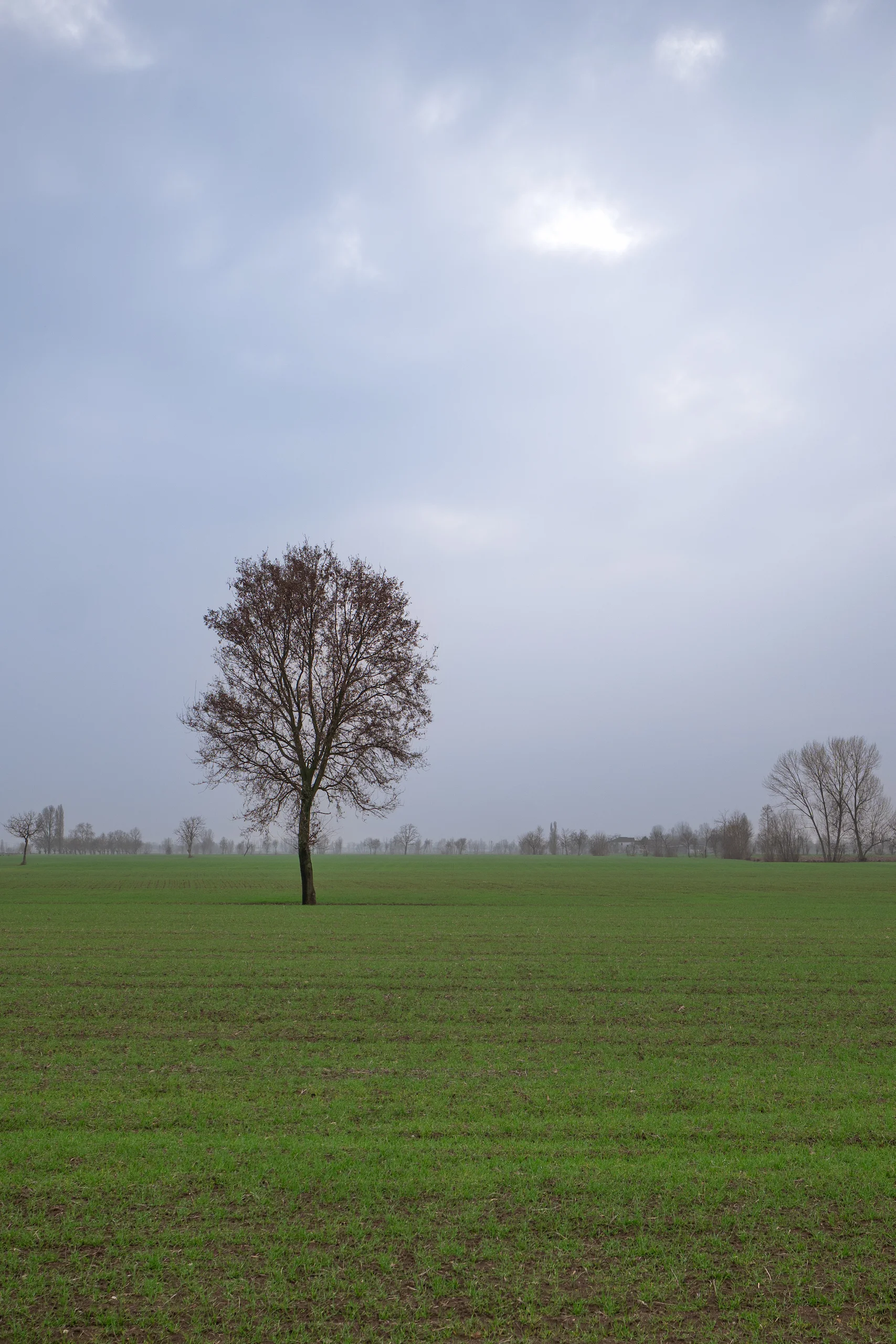 Un paese nuovo, Ceresara, Libro. Albero solitario in un ampio campo verde sotto un cielo nuvoloso e grigio.