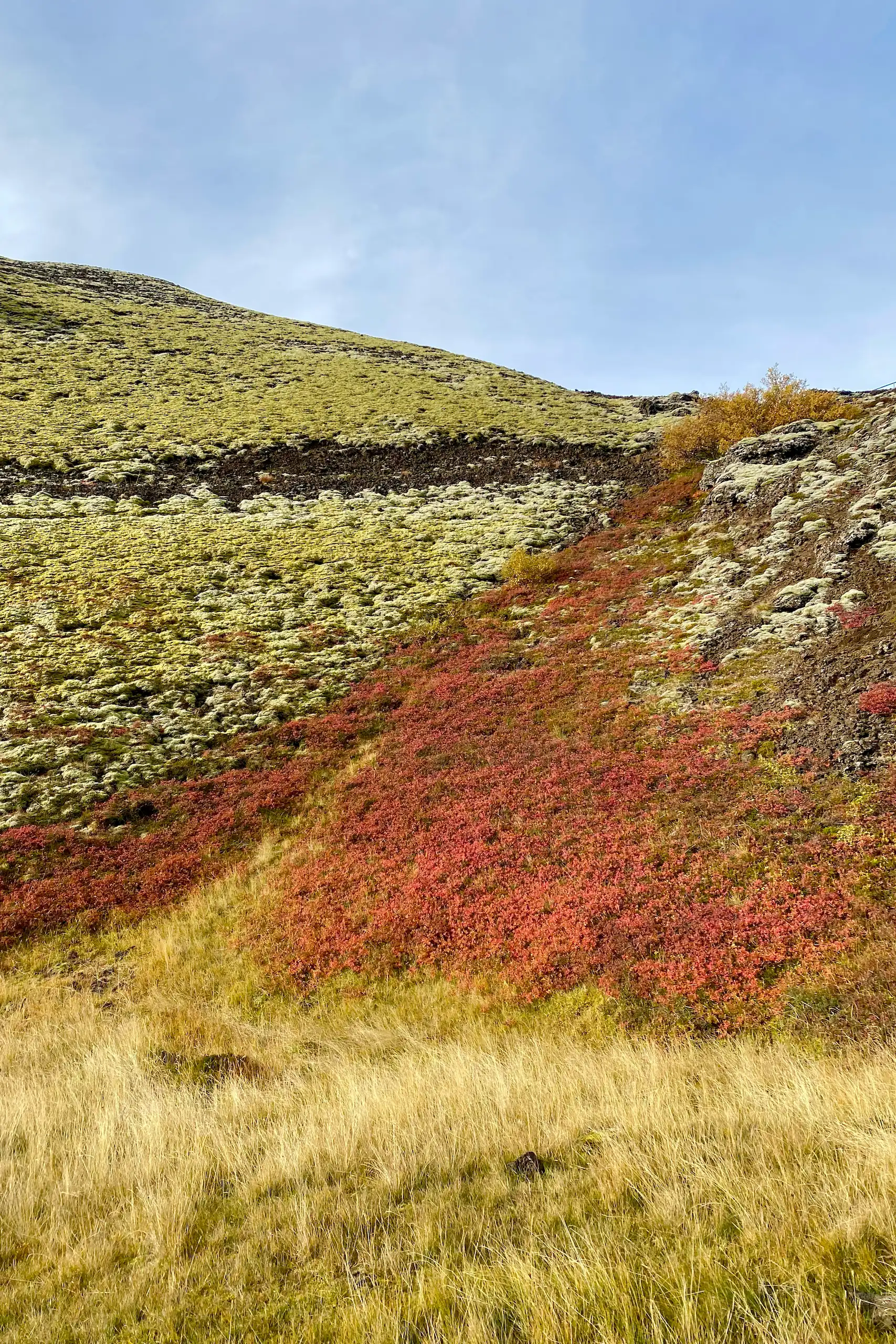 Islanda in auto, libro, Daniel Cortese. Collina coperta di erba gialla, muschio verde e arbusti rossi sotto un cielo blu chiaro.