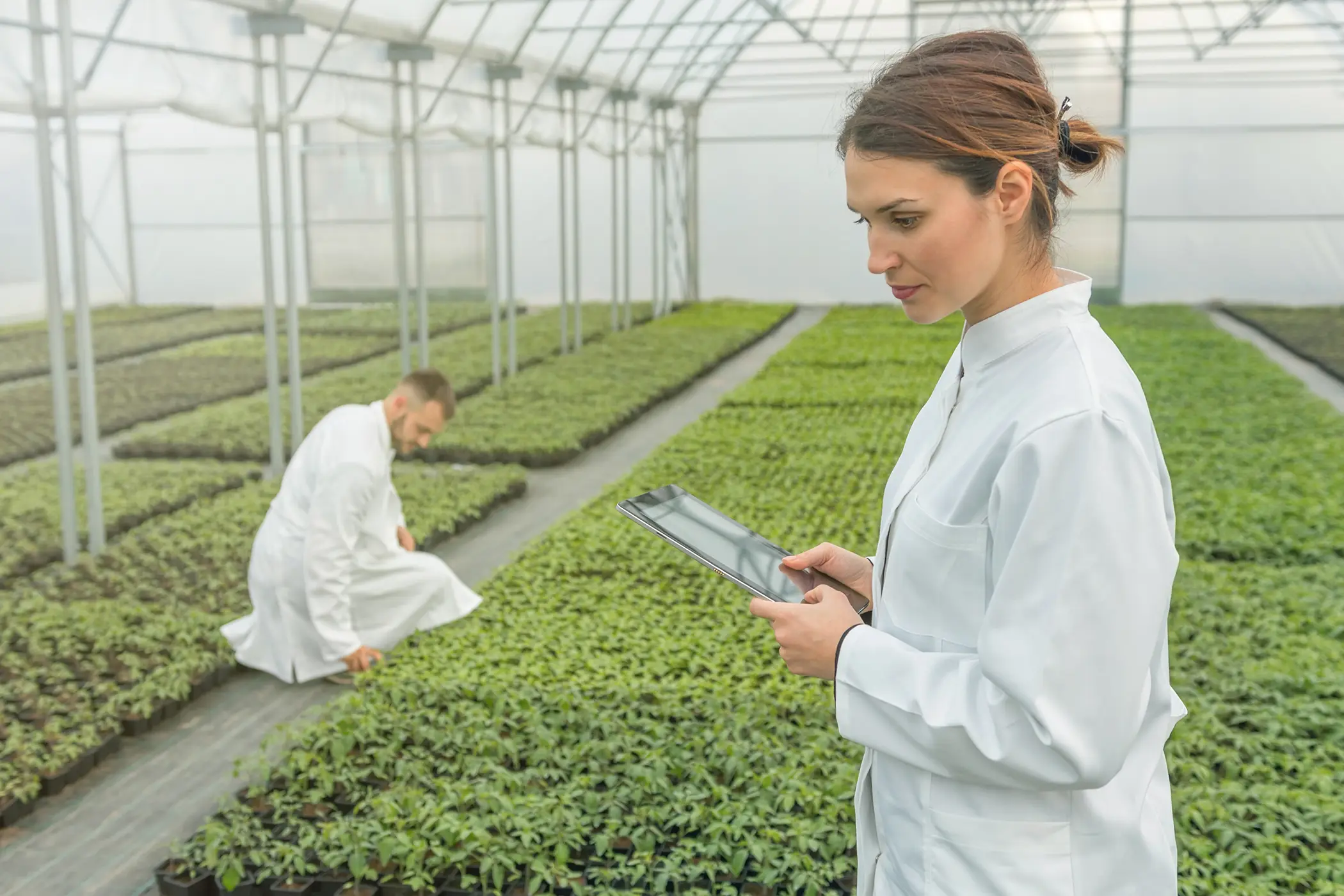 Técnicos agrónomos en un invernadero