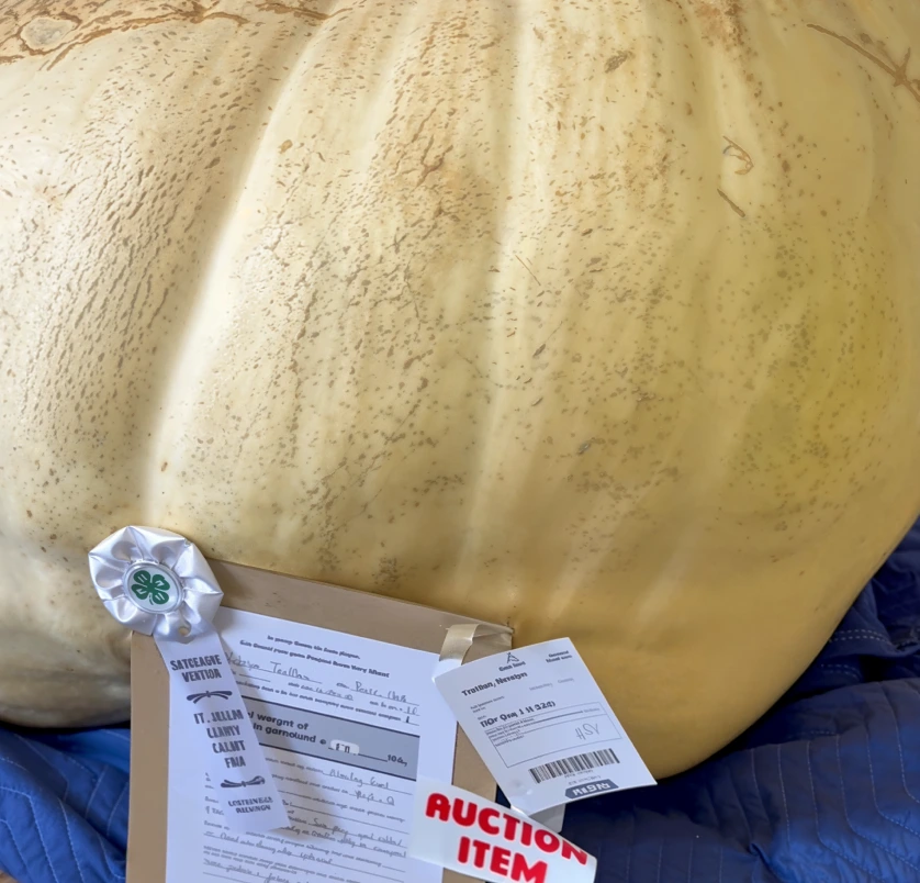 Large pale pumpkin with award ribbons and auction item tags attached.