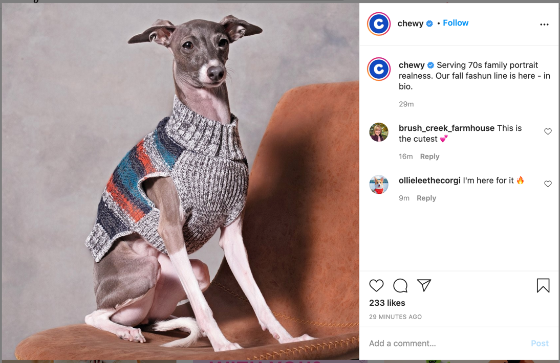 Chewy Instagram post showing grey and white Whippet dog sitting on rust-colored chair, wearing a striped grey dog sweater