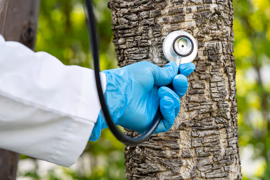 Tree care professional inspecting leaf with magnifying glass during plant health diagnostic service.