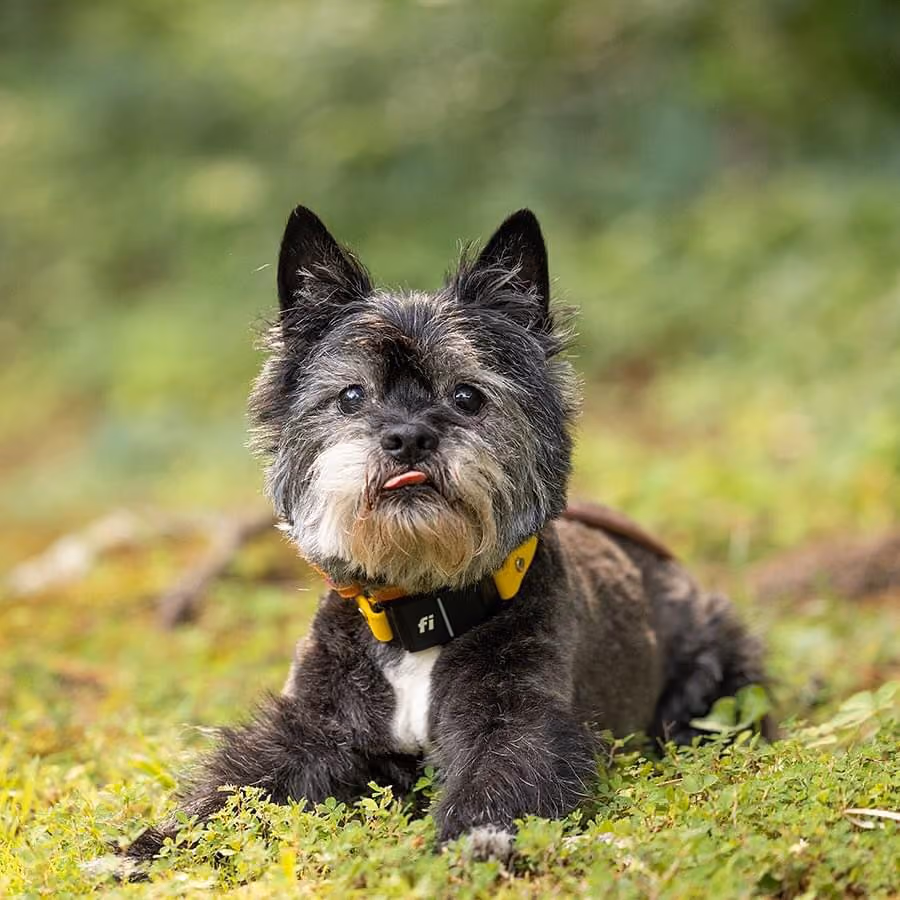 A cite puppy being trained at Jabula Dog Academy