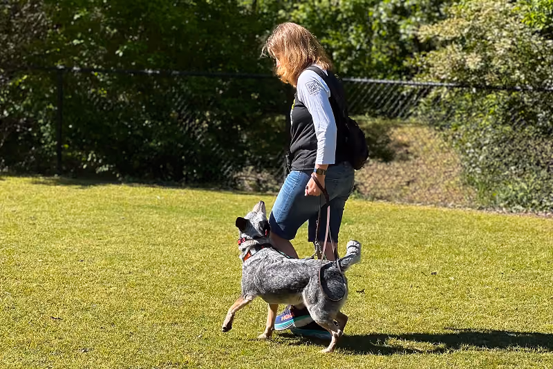 Kate and Dibbs hard at work - Jabula Dog Academy