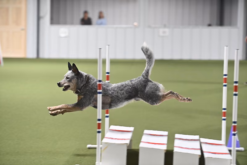 Dibbs jumping on an Agility course