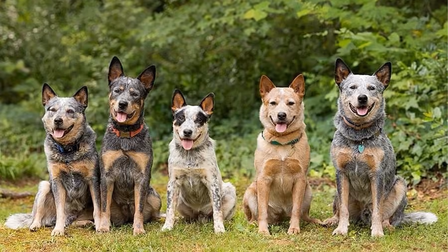 Jabula Dog Academy dogs lined up outside