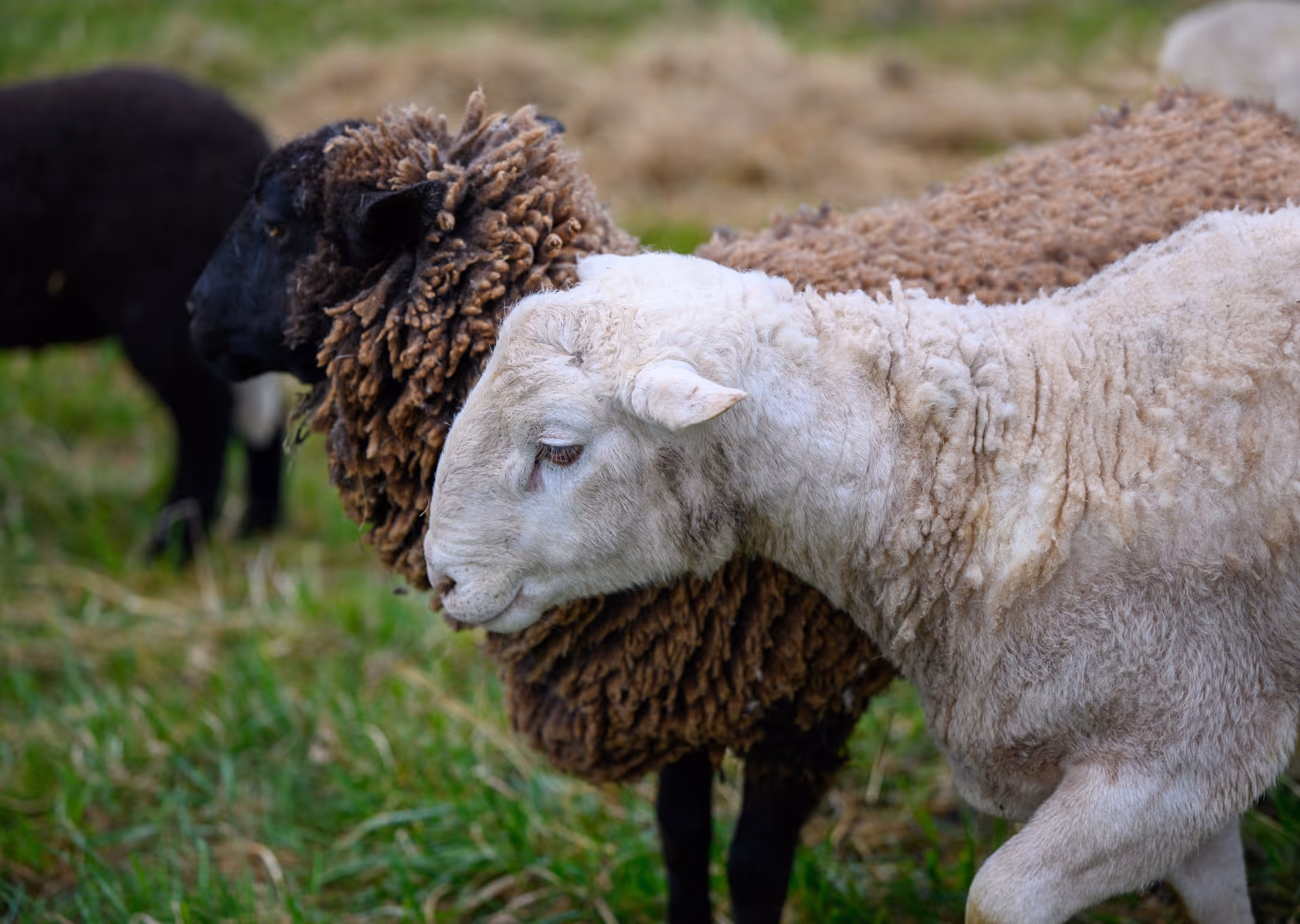 A Matched Pair - Small ruminants play a big role