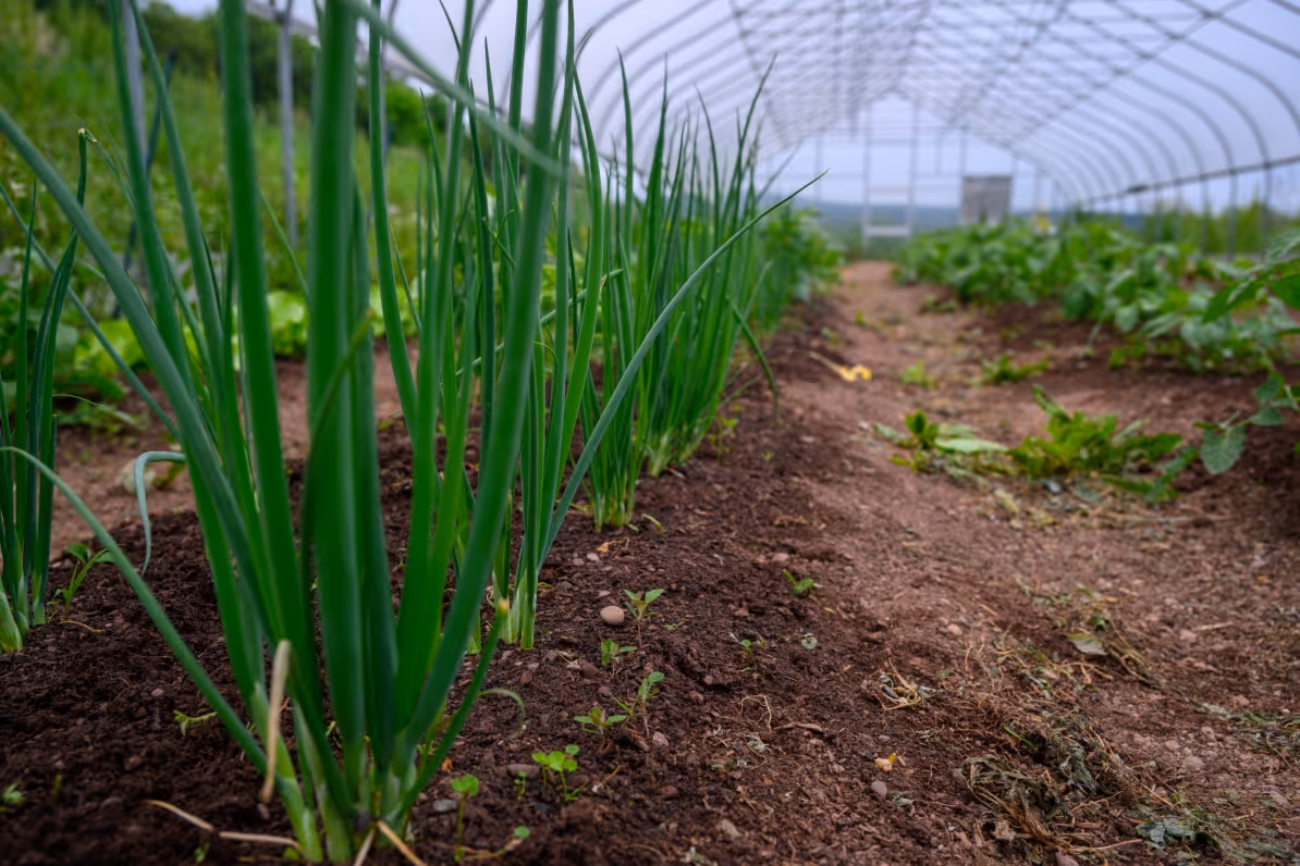 Sessions at Bovina Center