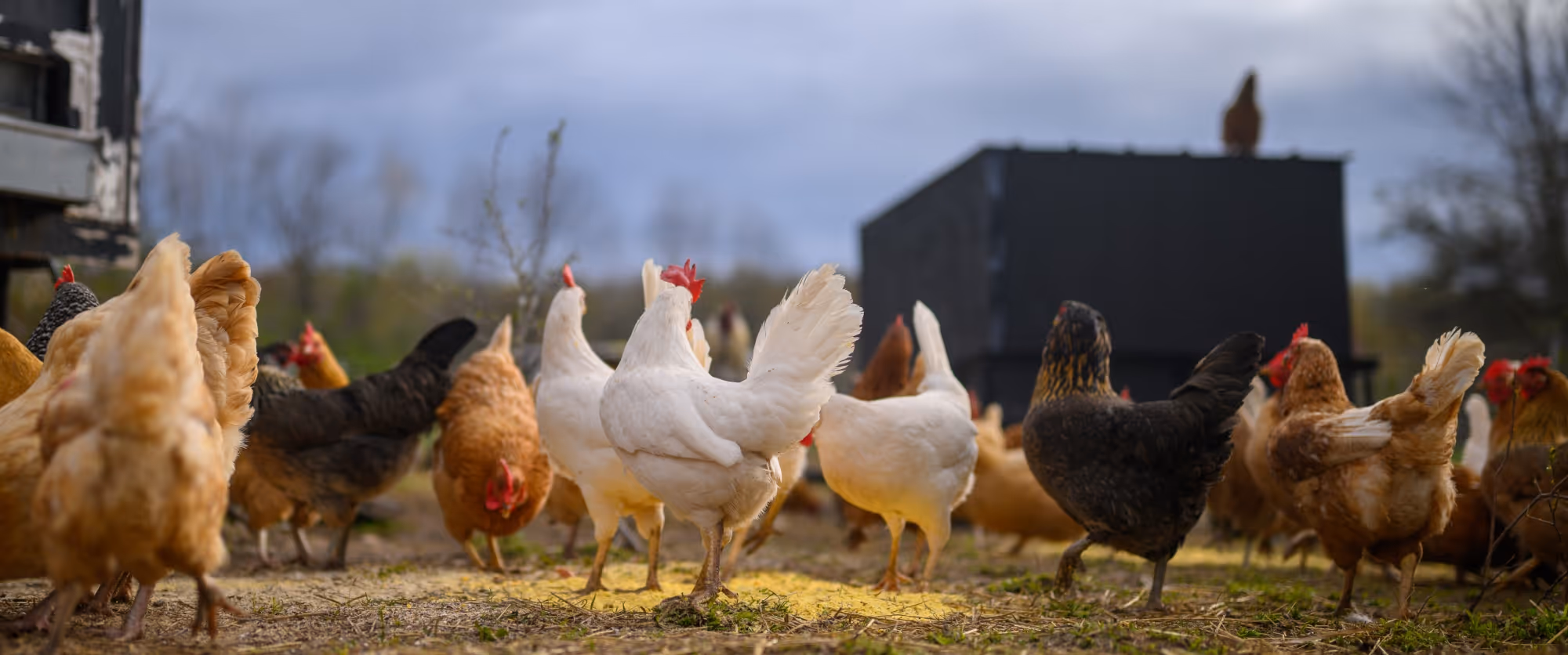 Hero image for sustainability section