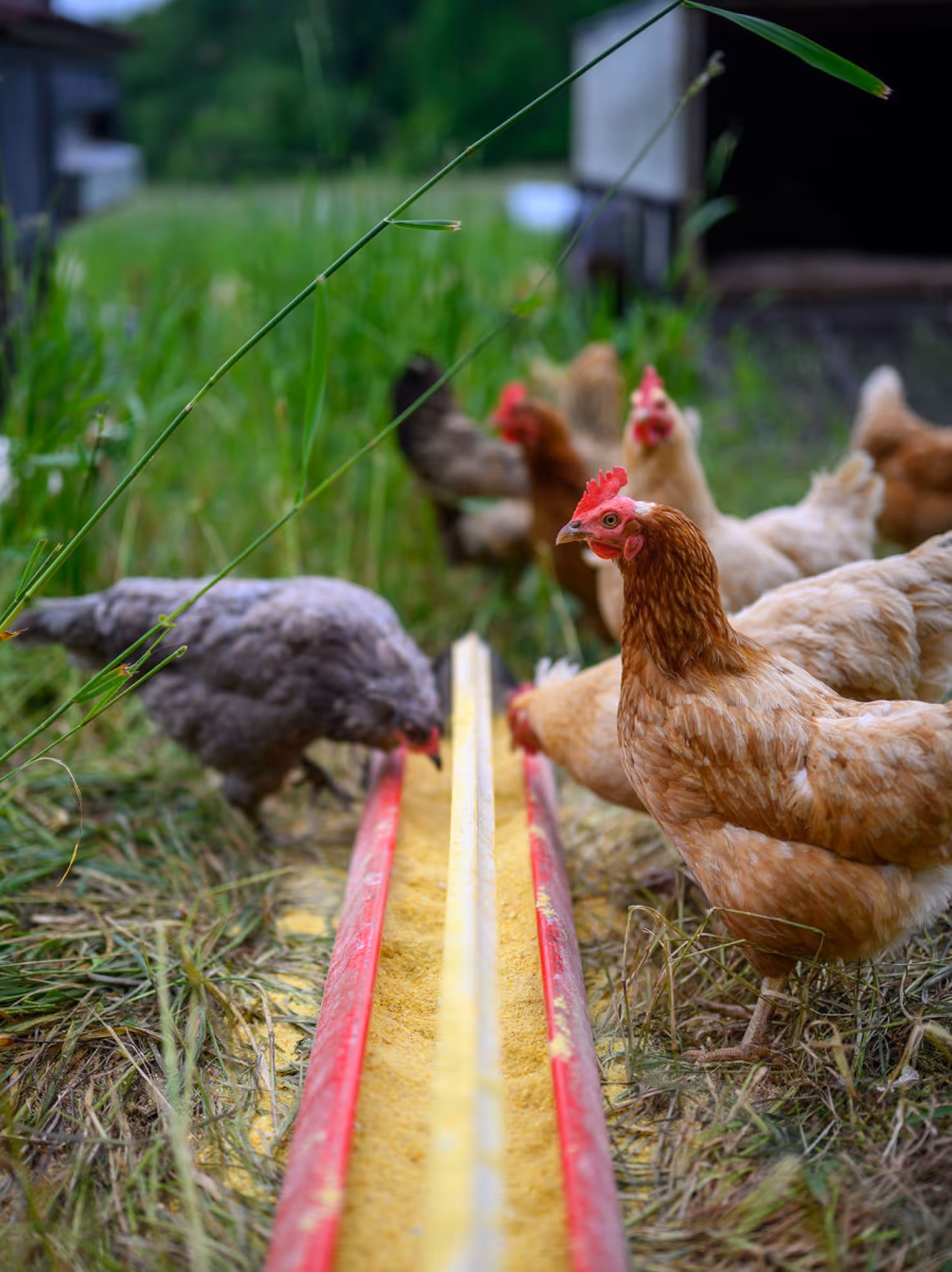 Farm-to-table dining at Bovina Center