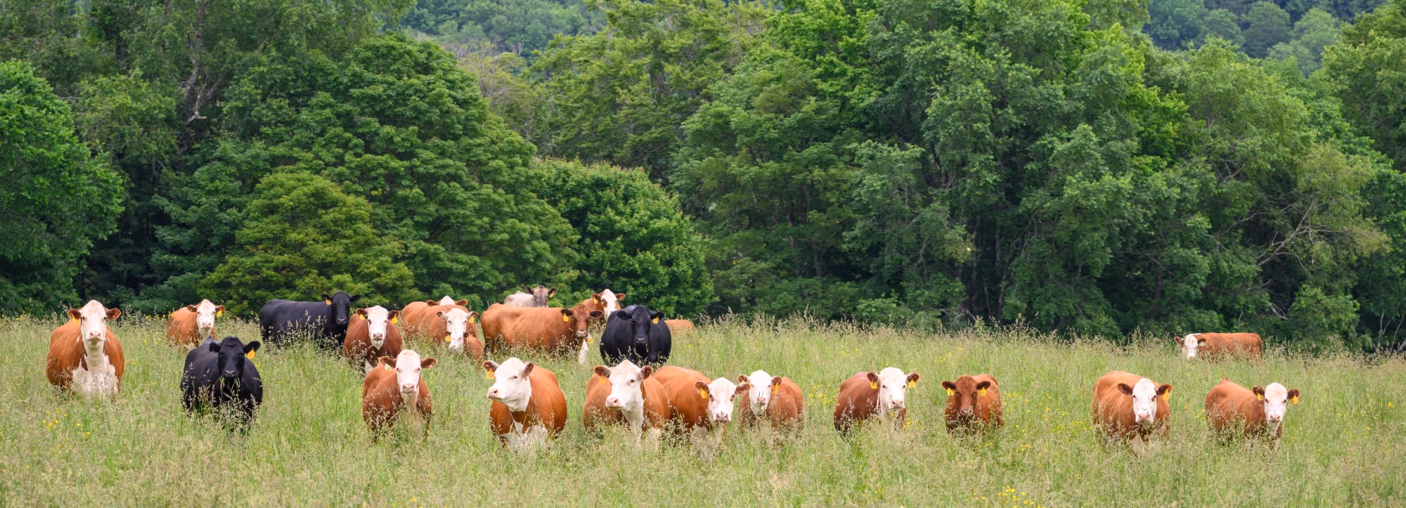 Bovina Center farm landscape
