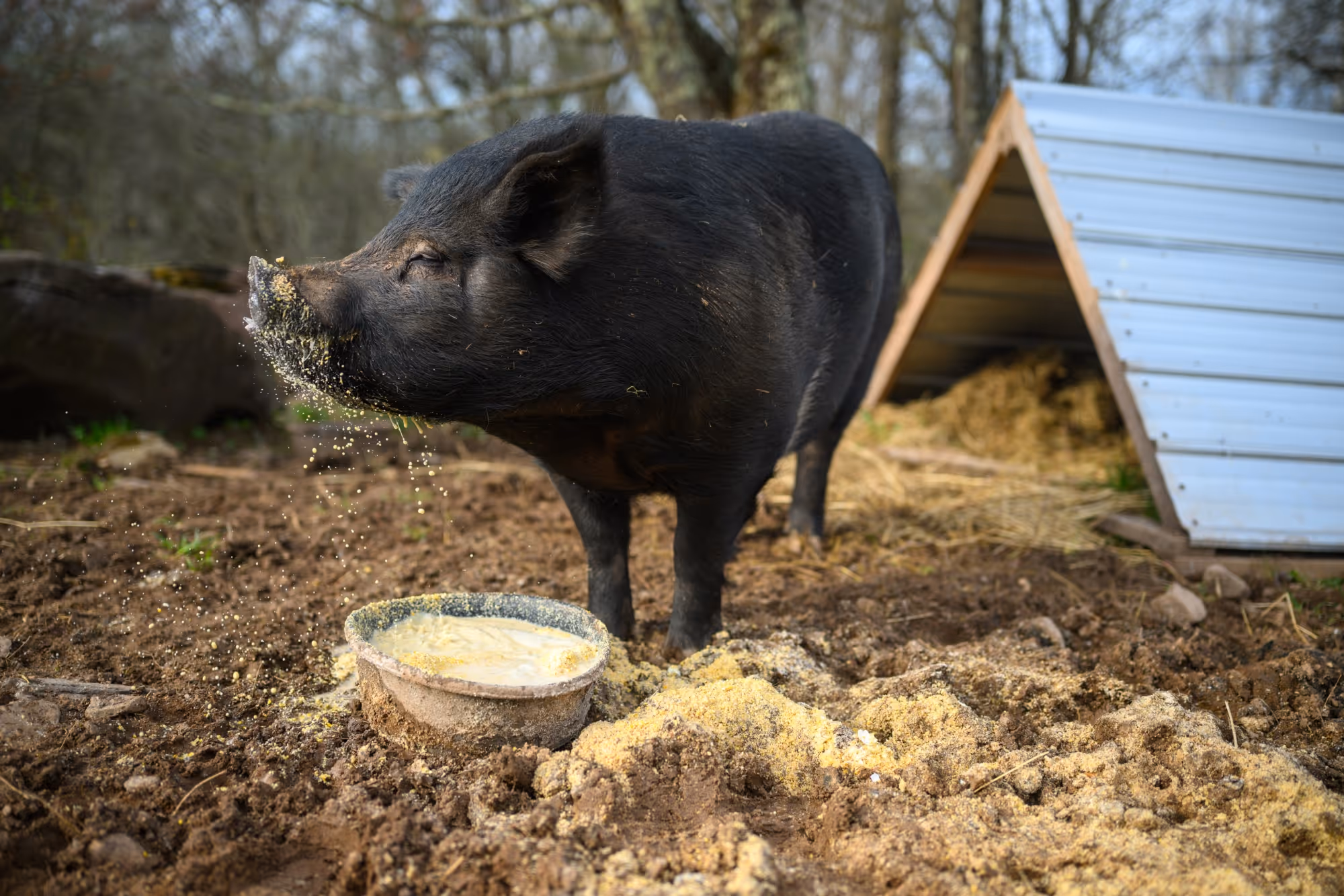 Bovina Center - Moving Day