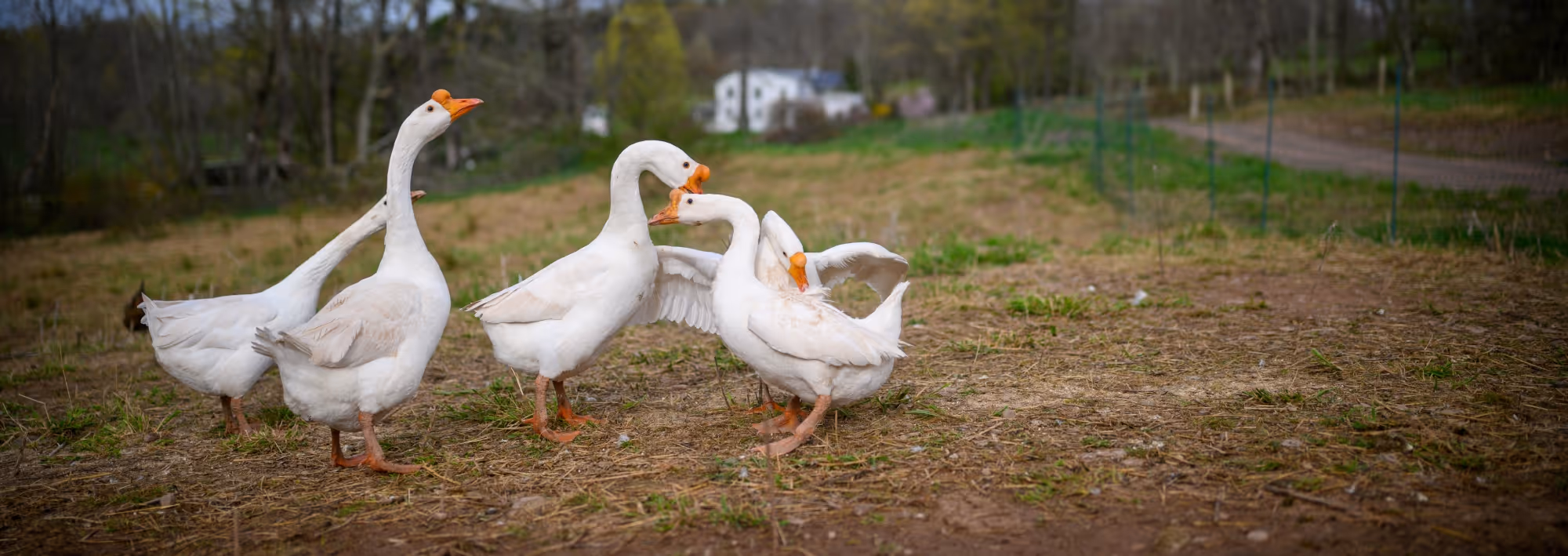 Swan on water representing financial sustainability