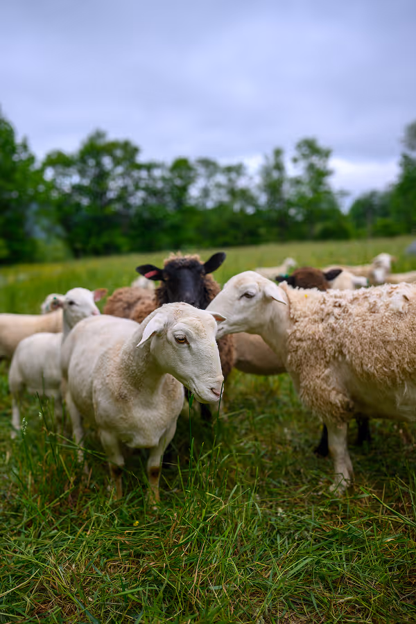 Sheep grazing in field